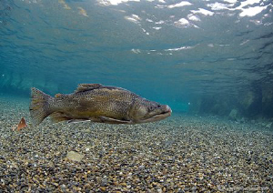 Tiger? trout in shallows of Capernwray - winter 09.
D200... by Mark Thomas 